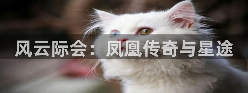 星空电影网在线观看